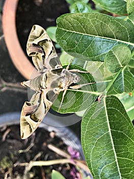 Daphnis nerii or The oleander hawk moth or Army green moth.