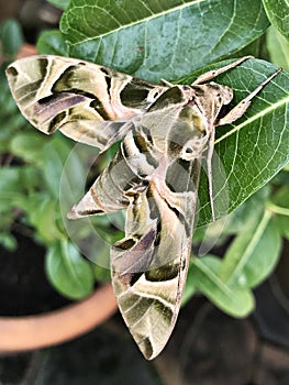 Daphnis nerii or The oleander hawk moth or Army green moth.