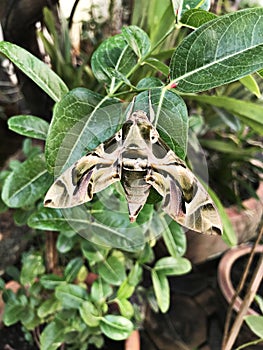 Daphnis nerii or The oleander hawk moth or Army green moth.