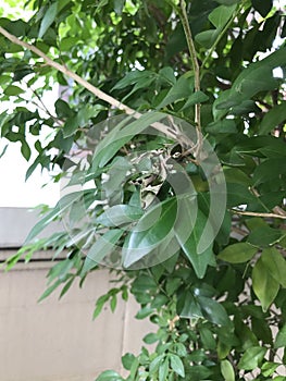 Daphnis nerii or The oleander hawk moth or Army green moth.