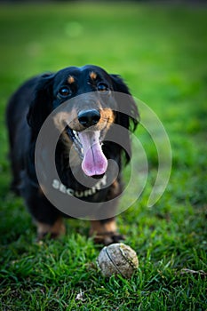 Dapper Dachshund Guard