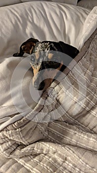 Dapple Dachshund puppy in bed under a blanket