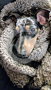 Dapple Dachshund puppy wrapped in a blanket