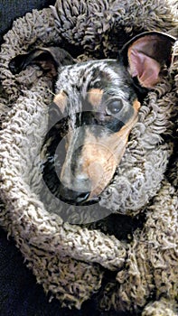 Dapple Dachshund puppy wrapped in a blanket photo