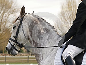 Dapple Dressage Horse