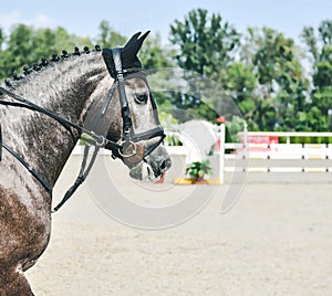 Dapple gray dressage horse and rider in uniform performing jump at show jumping competition. Equestrian sport background.