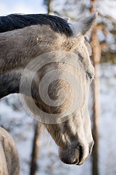 Dapple-gray horse