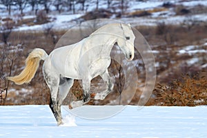 Dapple gray horse galloping in snow field