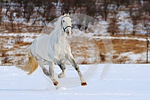 Dapple gray horse galloping in snow field