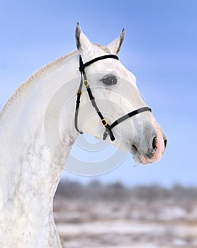 Dapple gray horse portrait