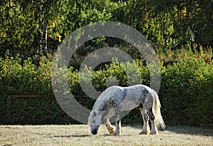 Dapple gray Percheron Draft Horse grazing in meadow