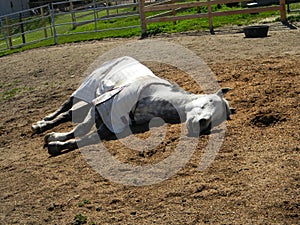 Dapple Gray Quarter Horse Gelding Sleeping
