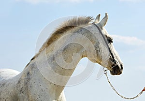 Dapple-grey Andalusian horse portrait