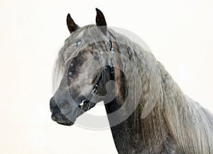 Dapple-grey Andalusian horse portrait