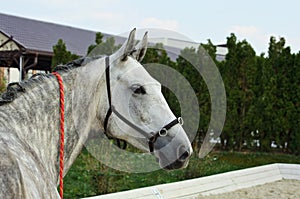 Dapple grey Andalusian horse portrait