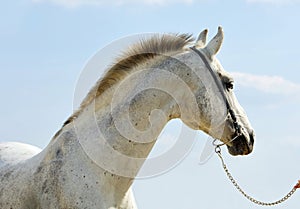 Dapple-grey Andalusian horse portrait photo