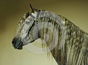 Dapple-grey Andalusian horse portrait