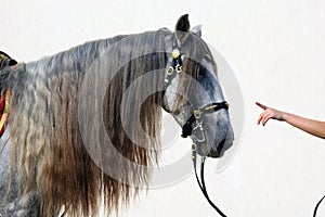 Dapple-grey Andalusian horse portrait with long mane