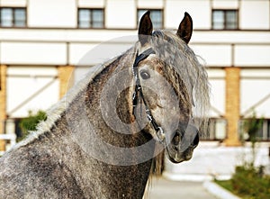 Dapple-grey Andalusian horse portrait