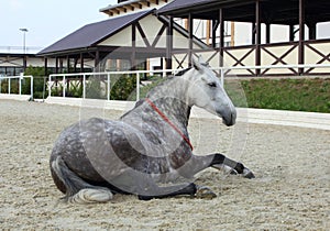 Dapple-grey Andalusian horse rest in the paddock