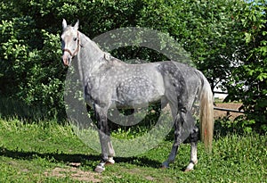 Dapple-grey Andalusian horse rest in the stud farm