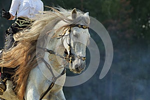 Dapple-grey Andalusian long haired saddle horse portrait near the ranch