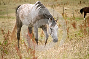 Dapple grey arabian horse in meadow