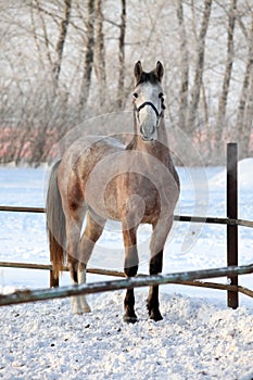 Dapple-grey arabian horse in motion on snow ranch