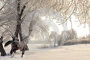 Dapple-grey arabian horse in motion in winter background