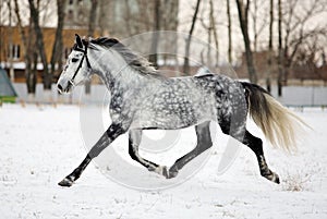 Dapple-grey arabian horse on snow field