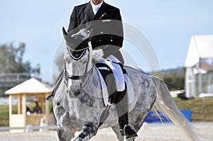 Dapple grey dressage horse