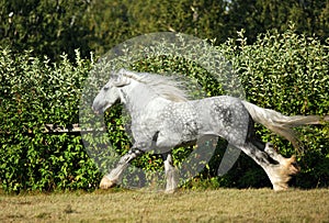 Dapple grey drum horse stallion runs gallop on meadow