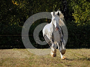 Dapple grey drum horse stallion runs gallop on meadow