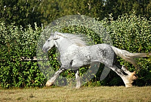 Dapple grey drum horse stallion runs photo