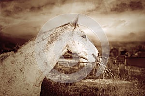 Dapple-grey horse eating a hay in a farm yard