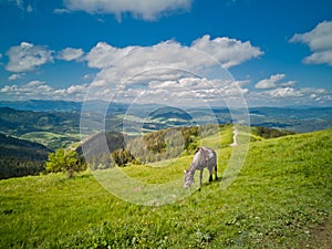 Dapple grey horse grazing in the high Alpine meadows against beautiful landscape