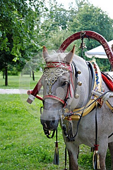 Dapple-grey horse in harness with horse collar and jingle-bells