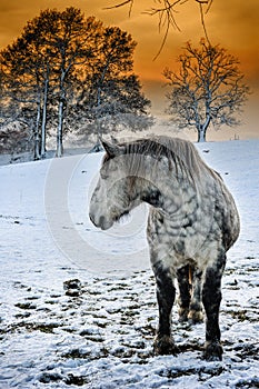 Dapple grey horse at winter sunset