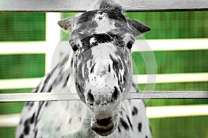 Dapple grey miniature horse at fence outdoors