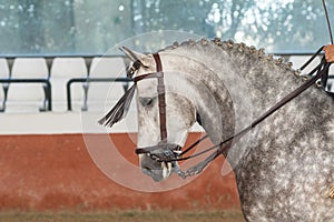 Dapple grey spanish horse in Doma Vaquera photo