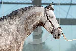 Dapple grey spanish horse in Doma Vaquera in Spain photo