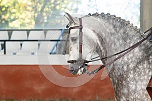 Dapple grey spanish horse in Doma Vaquera in Spain photo