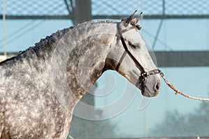 Dapple grey spanish horse stallion