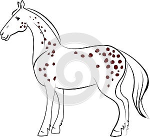 Dapple horse