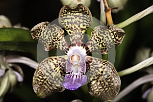 Dapple Orchids
