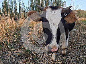 dappled calf