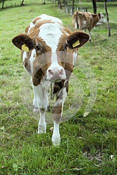 Dappled cow on green slope near Ibach, Black Forest, Germany