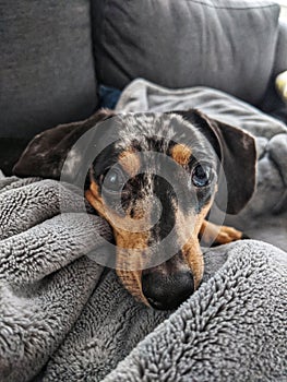 Dappled  Daschund Dog in Blanket