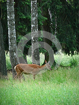 Dappled deer