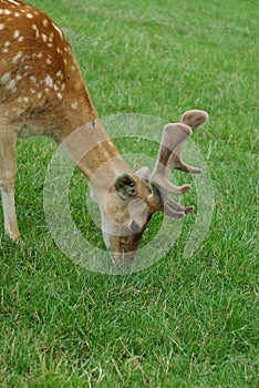 Dappled deer